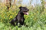 STAFFIE 222